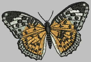 nice butterfly